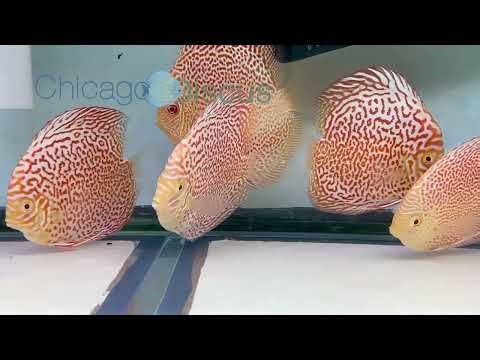 4.5-5.0" Albino Leopard and Eruption