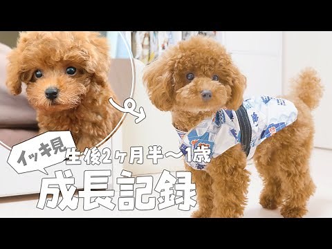 A record of a toy poodle's growth from 2.5 months to 1 year old!