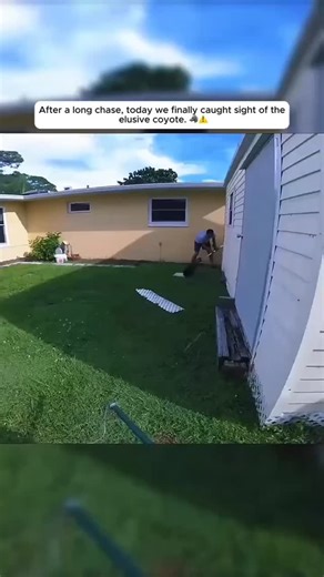 Ryan Boyd on Instagram: "This coyote had a terrible case of mange and decided to den under someones house! #wildlife #coyote . . Credit unknown"