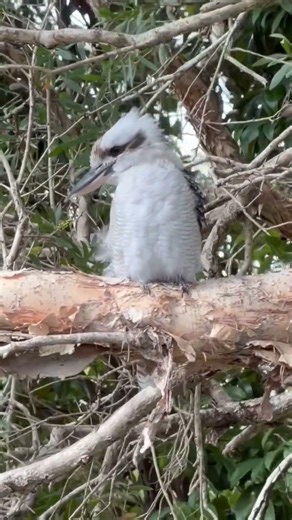 Fluffy Kookaburra Bird in Wild | Amazing Kookaburra sitting on tree | Kookaburra Footages