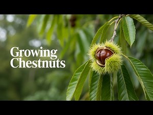 Chestnuts: How to Grow, Care & Harvest This Majestic, Nut-Rich Tree