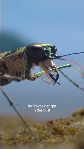 Never before filmed, this tiger beetle is ready for its close-up 🪲 #ARealBugsLife