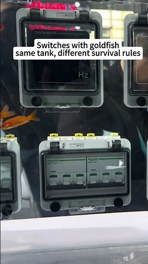 Switches with Goldfish 🐠 | Same Tank, Different Survival Rules #electricalengineering #ip67