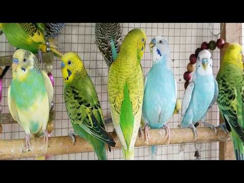 3 Hours of Sweet Sounds Cute Budgie Chirping & Talking Compilation