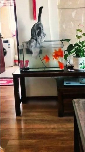 "Funny Scared Cats Compilation! 🐱😱 | Hilarious Cat Reactions" #funnycats #catlover #funnymoments