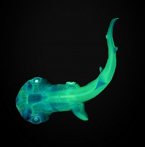 Biologist | Darien Satterfield