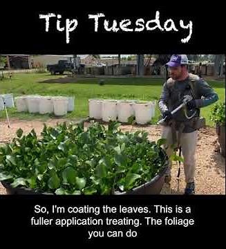 How to Properly Spray Aquatic Weeds