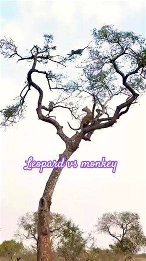Leopard vs monkey on tree playing and dancing #shorts monkey #leopard #viralanimals