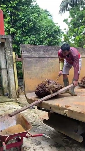 Mobil truk sawit lagi muat sawit yang besar #truksawit