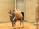 The bactrian camels at ZSL London Zoo