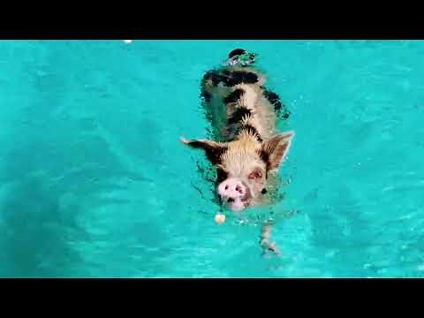 Swimming Pigs of the Bahamas - Visiting Big Major Cay’s “Pig Beach”