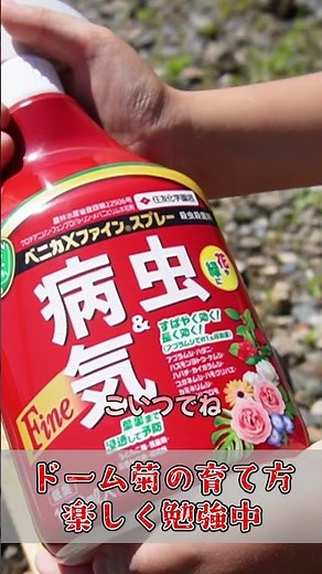 菊作り！ドーム菊の育て方、楽しく勉強中【防除篇】#shorts