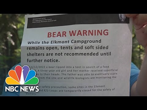 Bear Rips Into Tent, Injures Campers At Great Smoky Mountains National Park