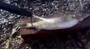 And......Done. #QuickScale | Thrill On Fishing