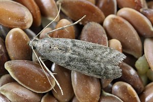 Comment se débarrasser des mites alimentaires dans une maison ?