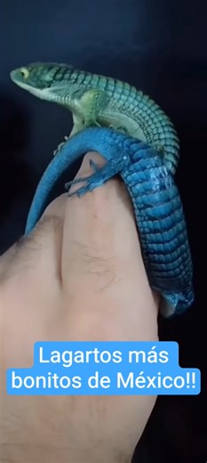 Abronias "Dragones mexicanos"#shorts