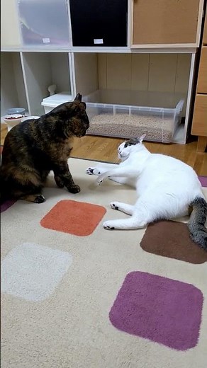 [過去動画] 猫パンチ炸裂！仲良し猫2匹のかわいいケンカ動画 #保護猫 #ねこ