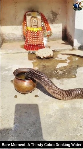 Rare Moment: A Thirsty Cobra Drinking Water #snake #wildliferescue #cobra #wildlifeentertainment