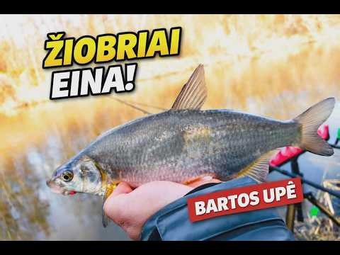 👉 ŽIOBRIAI EINA! Bartos upė 🔥