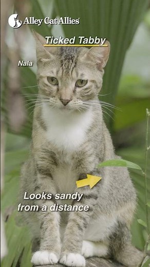 What's Your Tabby Type?