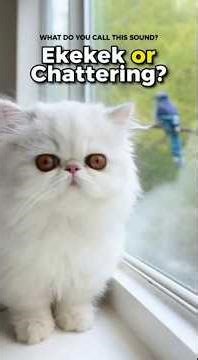 Persian Kitten Chattering at Birds (Funny Reaction) #kitten #cat #viral #cats #kittens #pets #pet