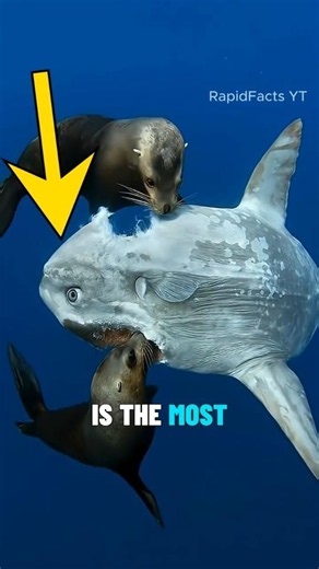 People say this is the most useless fish in the world 😱