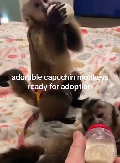 monkeys on TikTok