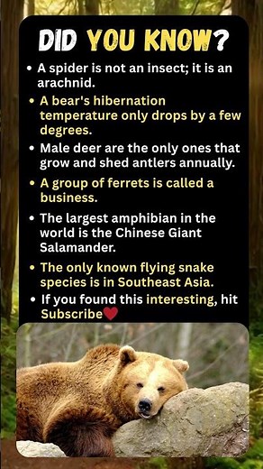 🦎 Chinese Giant Salamander & Flying Snakes Exist?! Unbelievable Animal Facts!