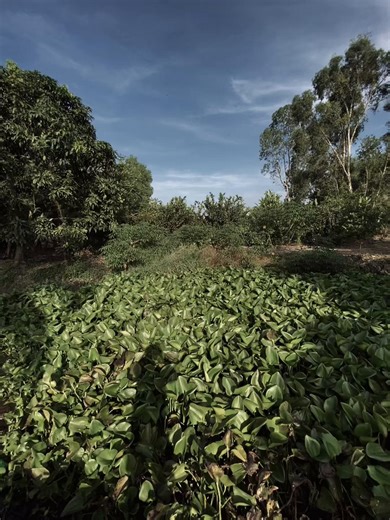 "có một người, vẫn yêu một người" #xh #fyp #nhactamtrang #viral