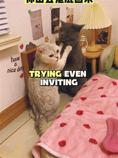 The Most Romantic Cat Couple Ever 🐾💕