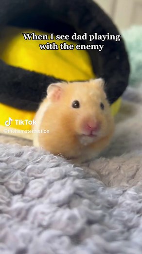 Thehamsterstation on TikTok