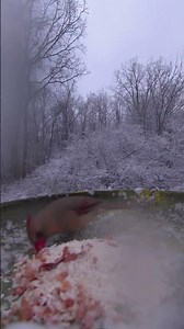 Mrs.Cardinal was enjoying peanuts in snowy day.#birds #cardinals #wildlife #shorts