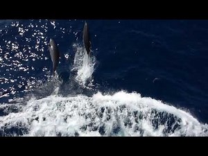 大平洋の真ん中を航海中の、貨物船船首からの映像 イルカジャンプ付き Cargo ship cruising in mid of Pacific ocean with jumping dolphines