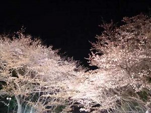 さくら変奏曲 Sakura Variation