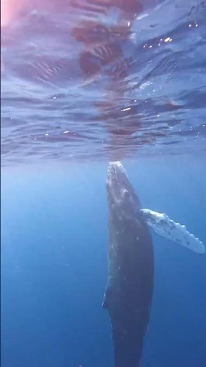 圧巻！ザトウクジラブリーチ