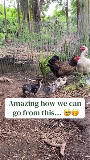 Our New Chickens Melt Our Hearts!