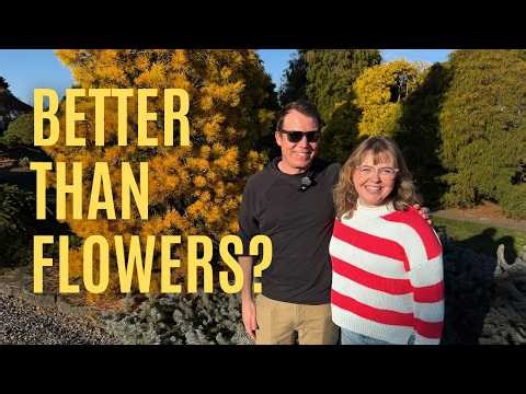 Small Space, Big Impact: The Best Conifers for Urban Living!