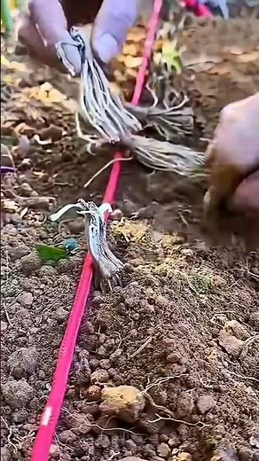 vegetable harvesting 🌱 | satisfying farming and cultivation process