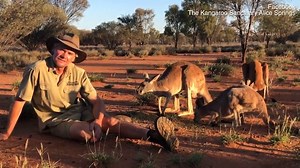 Roger the famous muscly kangaroo dies at the age of twelve