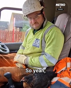 The chicken survived a 56mph ride across the county after jumping on back of lorry | Metro