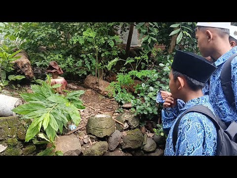 Heboh Bunga Bangkai Mekar di Pemakaman Kubang Cirebon, Warga Rela Datang Hanya untuk Mencium Baunya!