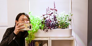 There's an indoor smart garden that grows food with minimal effort — see what happened when we tried it out