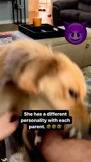 Dogs have different attitudes towards male and female owners. #doglover #dogsofinstagram #dogmomlife | Dog and His Boomer