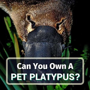 Can You Own A Pet Platypus? 7 Reasons Against Platypuses As Pets!