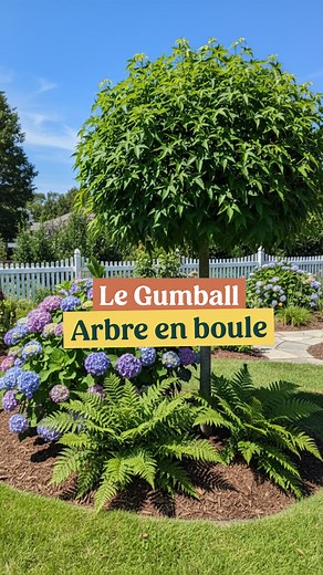 Le Gumball offre tout le charme du liquidambar classique, mais dans un format compact et ultra ornemental toute l’année 🍁 Un petit arbre au port arrondi naturel, parfait pour les jardins de taille moyenne ou les terrasses spacieuses. Son feuillage vert vif se transforme en rouge, orange et pourpre à l’automne. Facile à vivre, il aime le plein soleil, les sols frais et bien drainés, et résiste jusqu’à -15°C ❄️ Retrouve cette plante directement sur notre site internet : https://les-plantes-ile-de