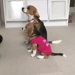 I'm training my babies, aren't they so cute? | My Beagle