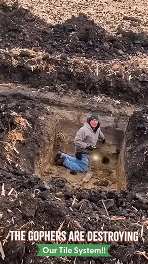 The Gophers Are Destroying Our Tile System!! | Larson Farms