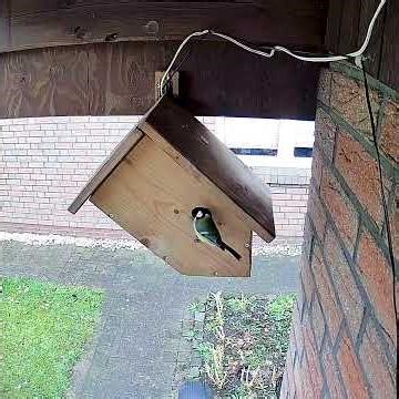 Livecam Nistkasten Meisen Cam - Heide - DE Birdbox 29. März 2026
