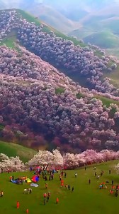 28K views · 863 reactions | spring in #japan | NATURE | Facebook