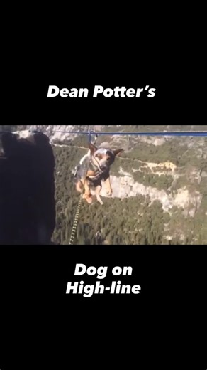 Still Not Sending on Instagram: "Dean Potter puts his dog on highline - - - #deanpotter #rockclimbinglife #slacklining #highlining #rockclimber"